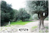 צילום: שאול נגר