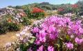 צילום: ננה משל, ויקיפדיה